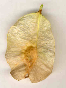<p><span><strong>Plody – velká nažka (ca 2-3 cm) se semenem v (horní) polovině křídla</strong></span></p>