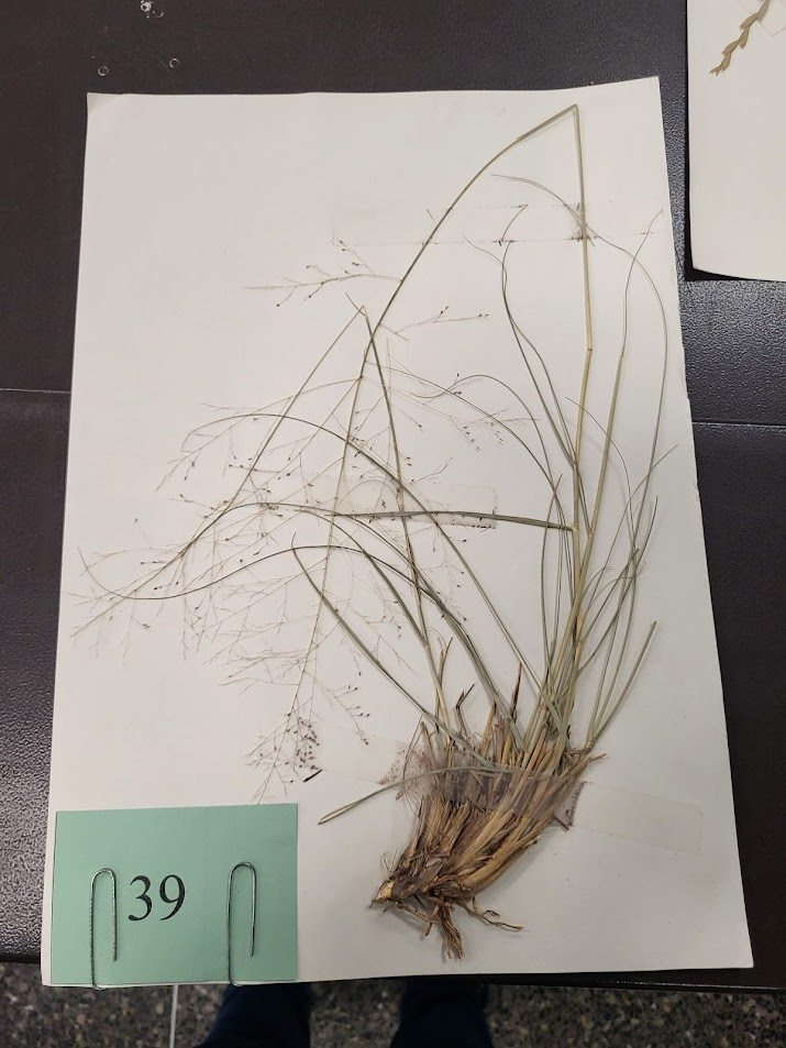 Longevity: Perennial

Season of Growth: Warm

Origin: Native

Economic Value

Wildlife: Poor

Grazing: Fair