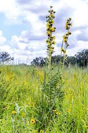 Compass Plant