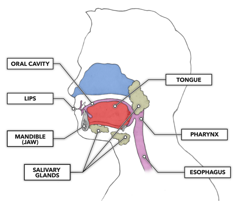 <ul><li><p><strong>Mechanical digestion</strong> using the teeth and tongue.&nbsp; Starting <strong>Chemical digestion</strong> using amylase from the salivary glands.</p></li></ul>