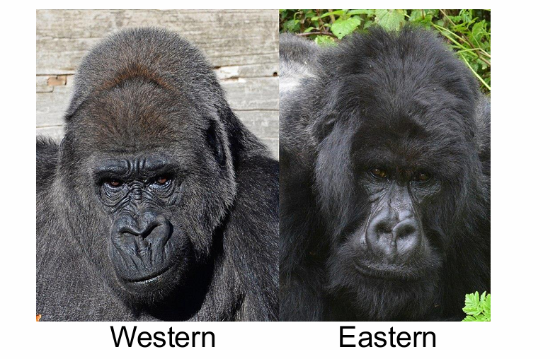 <p>western, eastern</p><p>lives in small groups led by male silverback</p><p>males 2x size of females</p>