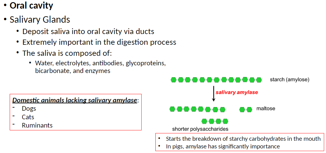 <p><strong>Domestic Animals Without Salivary Amylase</strong>:<br> Dogs: Cannot start starch digestion in the mouth<br> Cats: Cannot start starch digestion in the mouth<br> Ruminants: Rely on microbial fermentation in the stomach and intestines for starch digestion</p>