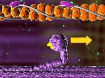 <p>What stage of the sliding-filament model is shown here?</p>