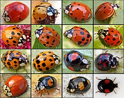 <p>Lady Bugs</p><p>Order Coleoptera</p>