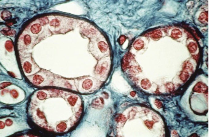 lining of kidney tubule