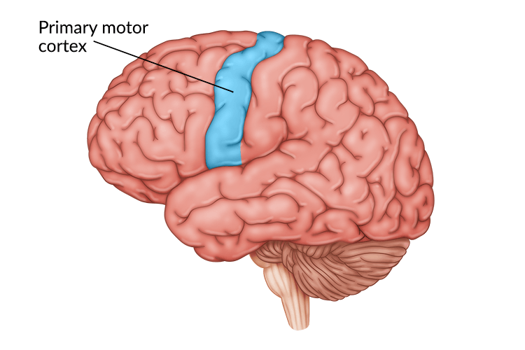 <p>a strip of brain tissue toward the rear of the frontal lobes that works with other brain regions to plan an execute voluntary movements</p>