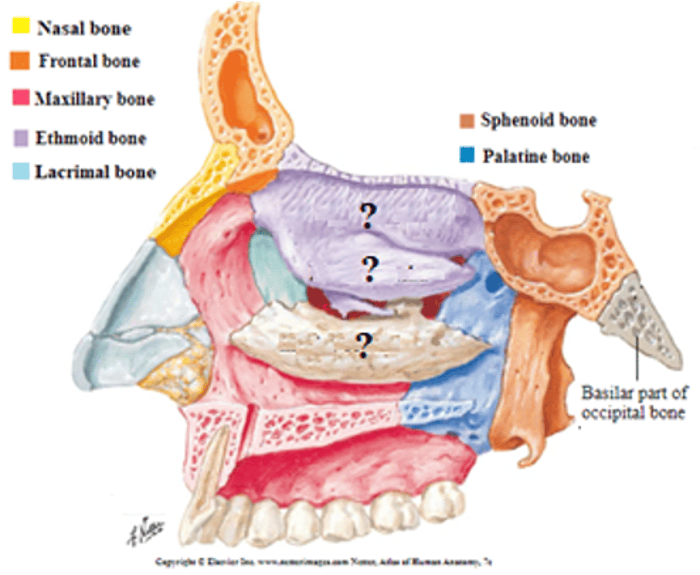 <p>1. ethmoid bone (superior conchae and middle conchae)</p><p>2. inferior conchae</p>