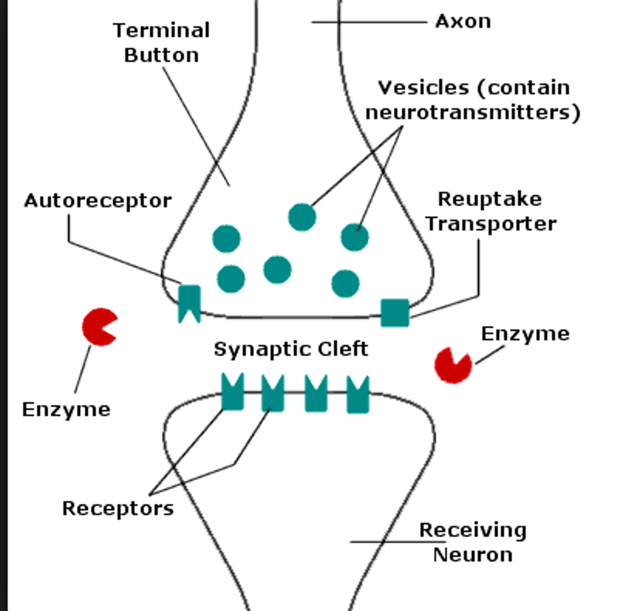 <p>receptors on presynaptic terminals which sense amount of transmitter in cleft. PRESYNAPTIC</p>