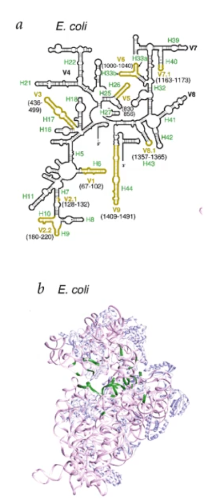 <ul><li><p>16S ribosomal RNA (or 16S rRNA) is a component of the 30S small subunit of prokaryotic ribosomes (ribosomes make proteins)</p></li><li><p>all bacteria have it</p></li><li><p><u>there are conserved and variable regions </u>(conserved can be all bacteria have that sequence; variable can be specific to a specific species)</p><ul><li><p><u>this allows for speciation</u> </p></li></ul></li></ul><p></p>