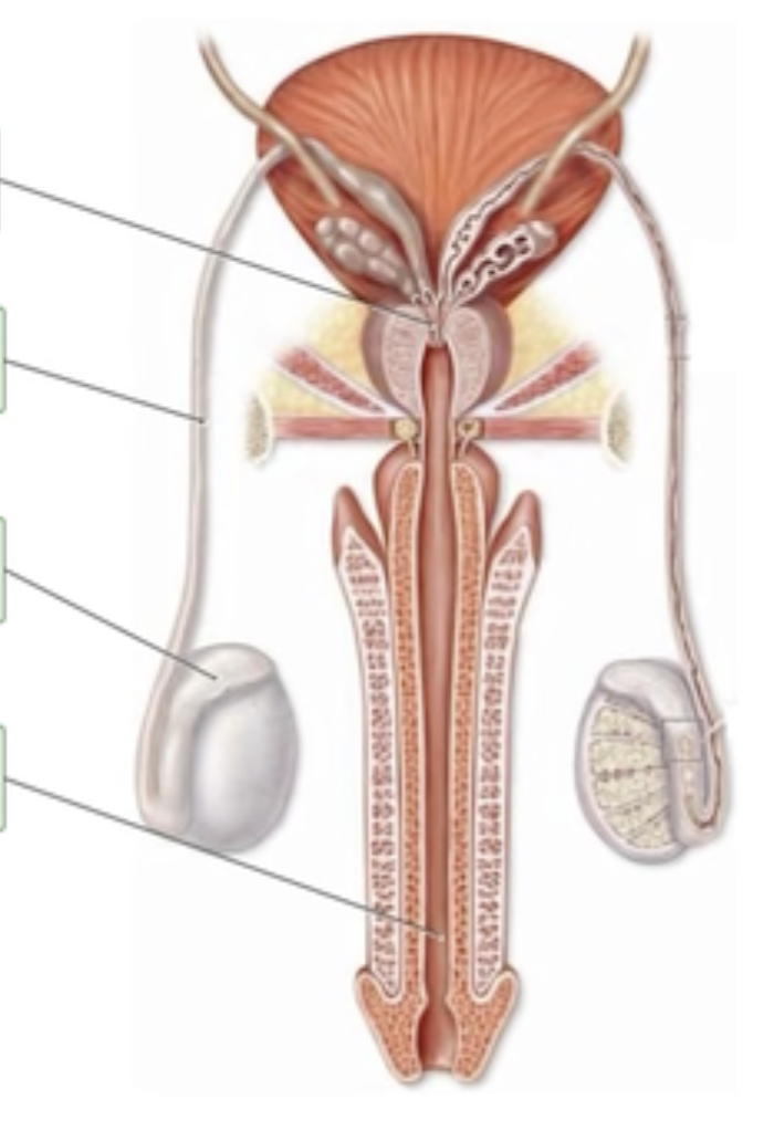 <p>Ducts of the Male Reproductive System</p>