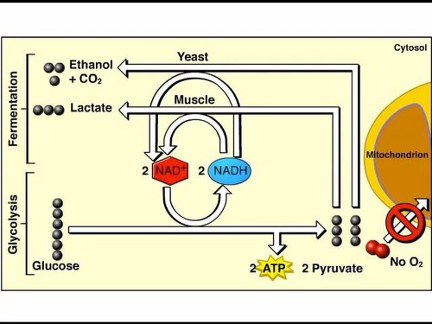 <p>Alcohol fermentation and lactic acid fermentation.</p>