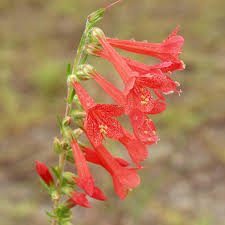 <p><em>Ipomopsis</em></p>