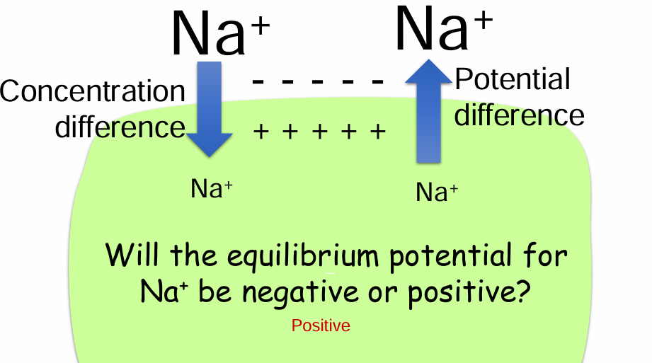 <p>Positive inside, negative outside</p>