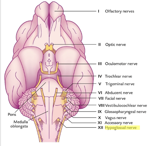 <p>motor and sensory</p><p></p><p>innervated by cranial nerves that originate from the brain</p><p></p><p>motor - hypoglossal nerve (CN XII) supplies both the intrinsic and extrinsic muscles</p><p></p><p>damage would cause paralysis of the tongue</p>