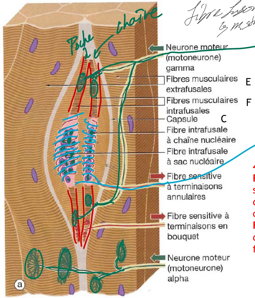 <p>Axones des motoneurones alpha et plaques motrices au niveau des cellules musculaires de tout le muscle et aux extrémités des fibres fusorielles</p><p>Axones des motoneurones gamma et plaques motrices spécifiques du fuseau, aux extrémités des fibres fusorielles </p>