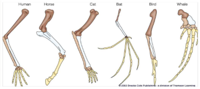 <p><span style="color: yellow;"><span>similar structural elements</span></span>, <span style="color: yellow;"><span>different function</span></span></p>