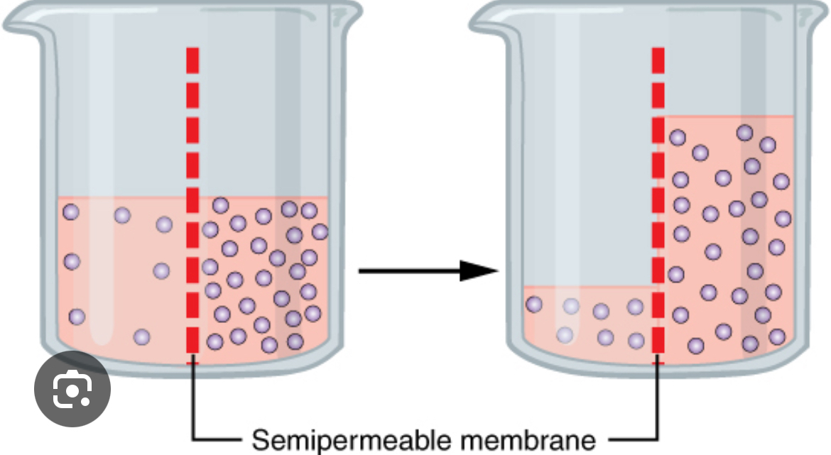 <p>“diffusion of water”</p><ul><li><p>Across a semi-permeable membrane (only water moves across)</p></li><li><p>Ex: cell membrane</p></li></ul><p></p>