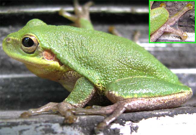 <p>squirrel treefrog habitats/range</p>