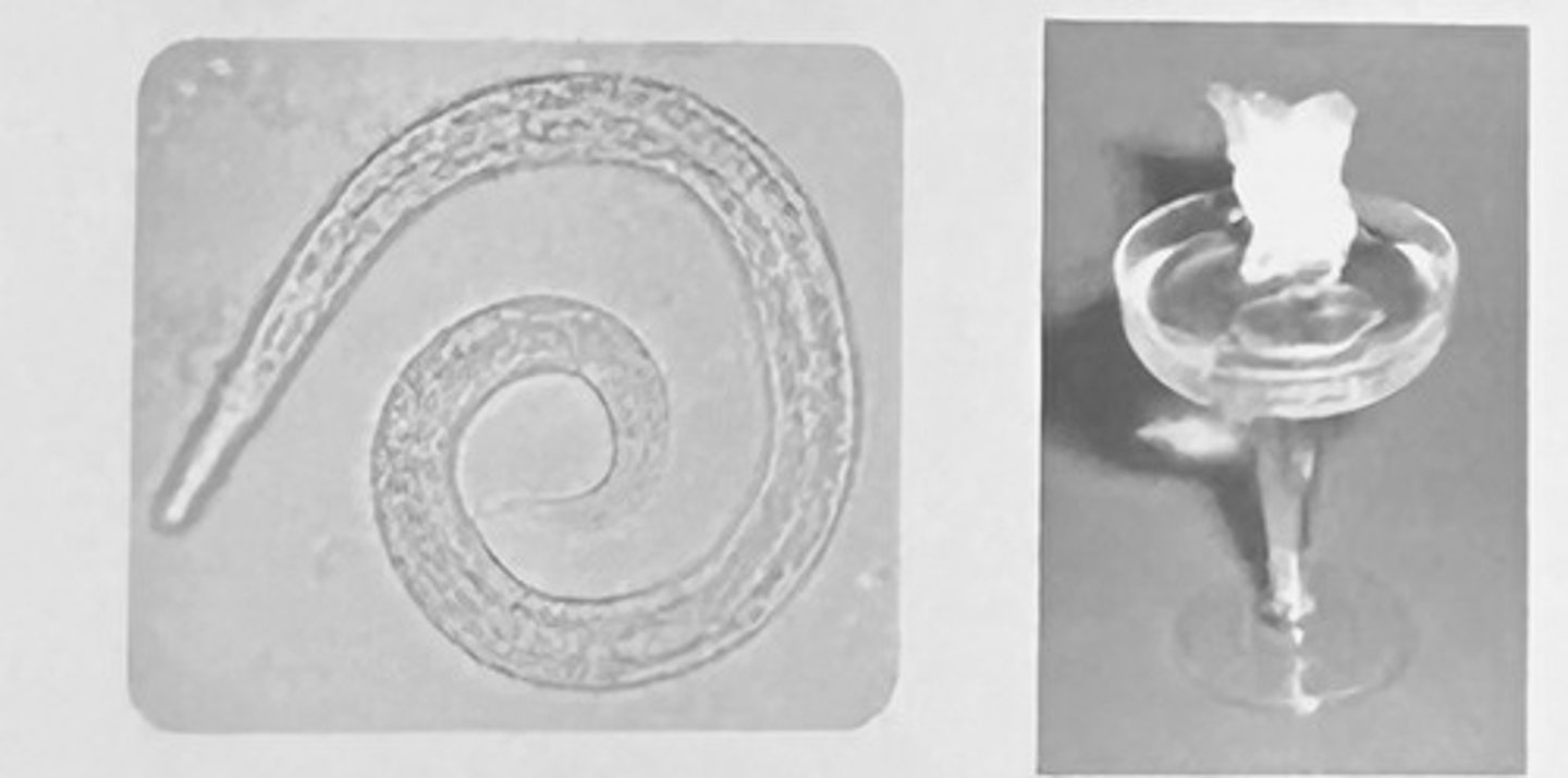 <p>First stage larvae from Filaroides sp.</p><p>3 multiple choice options</p>