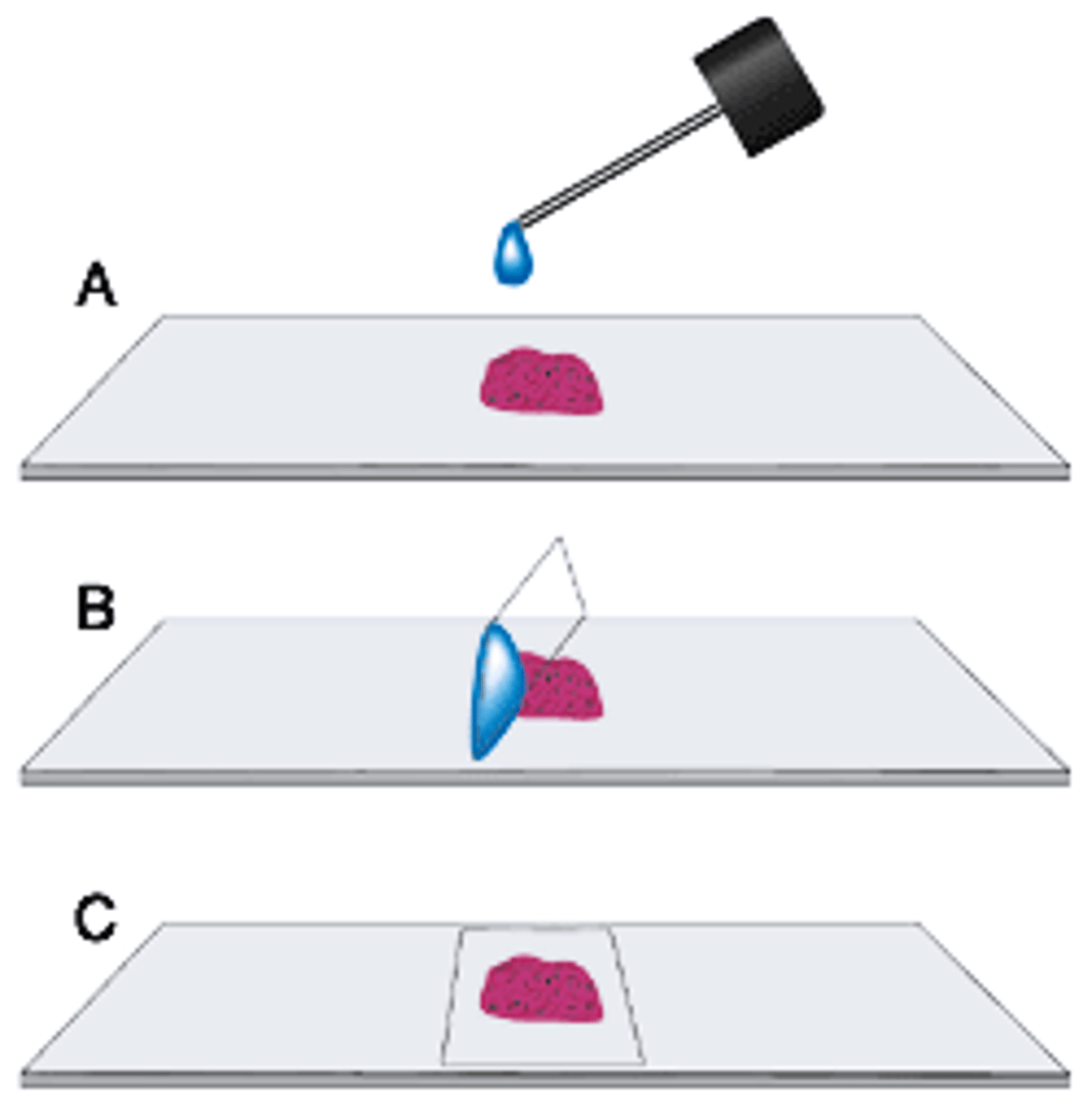 <p>A method of adding liquid, usually saline or formalin, to a specimen on a slide for examination and preservation</p>