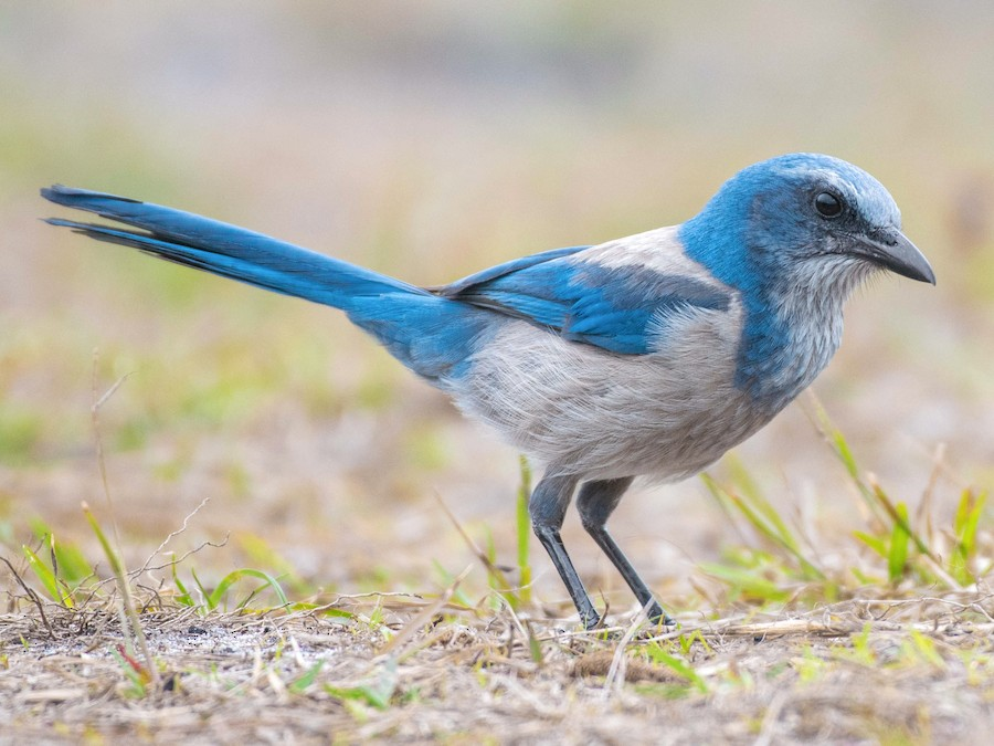<p>Florida Scrub-Jay</p>