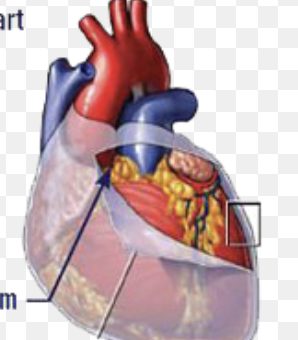 <p>filmy layer covering heart</p>