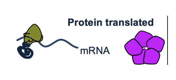 <p>regular amount of anthocynanin pigment proteins translated</p>
