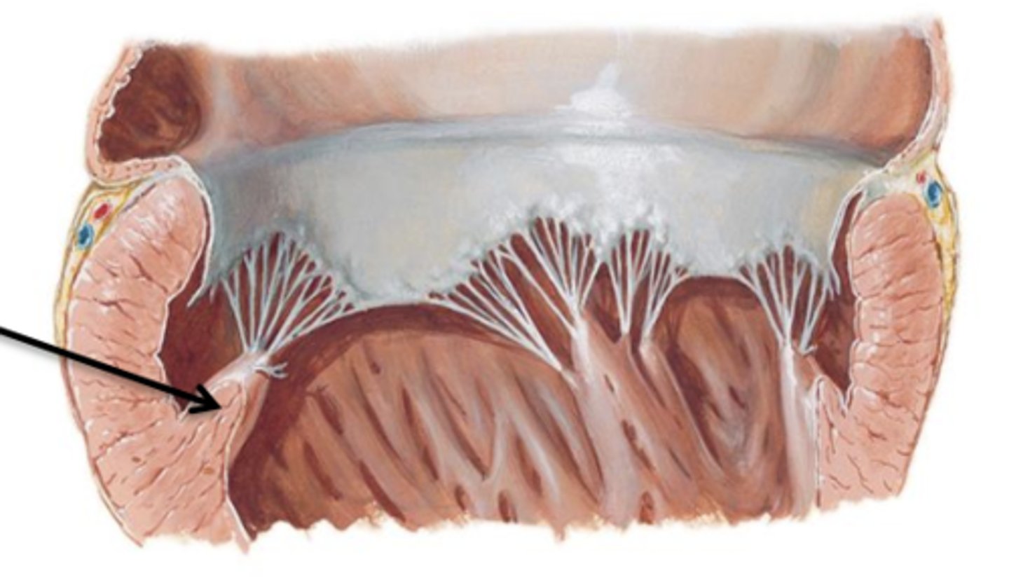 <p>Internal folds of ventricular muscle that give off attachments to the chordae tendineae.</p>