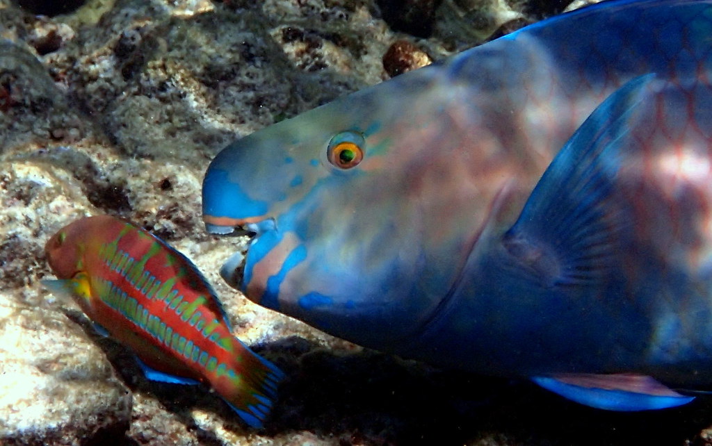 <p>Clade of <strong>wrasses and parrotfishes</strong></p>