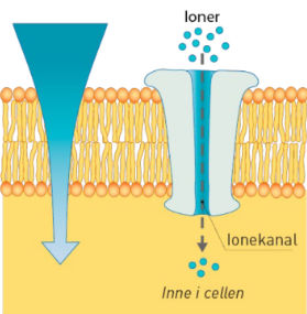 <p><strong>Gjennom kanaler</strong>. Kanaler laget av proteiner i cellemembranen som er knyttet sammen. Kanalene er fylt med vann, og ioner er vannløselige, så de kan diffundere gjennom kanalene. MED sin konsentrasjonsgradient. Eks: Natriumkanaler slipper gjennom natrium.</p>