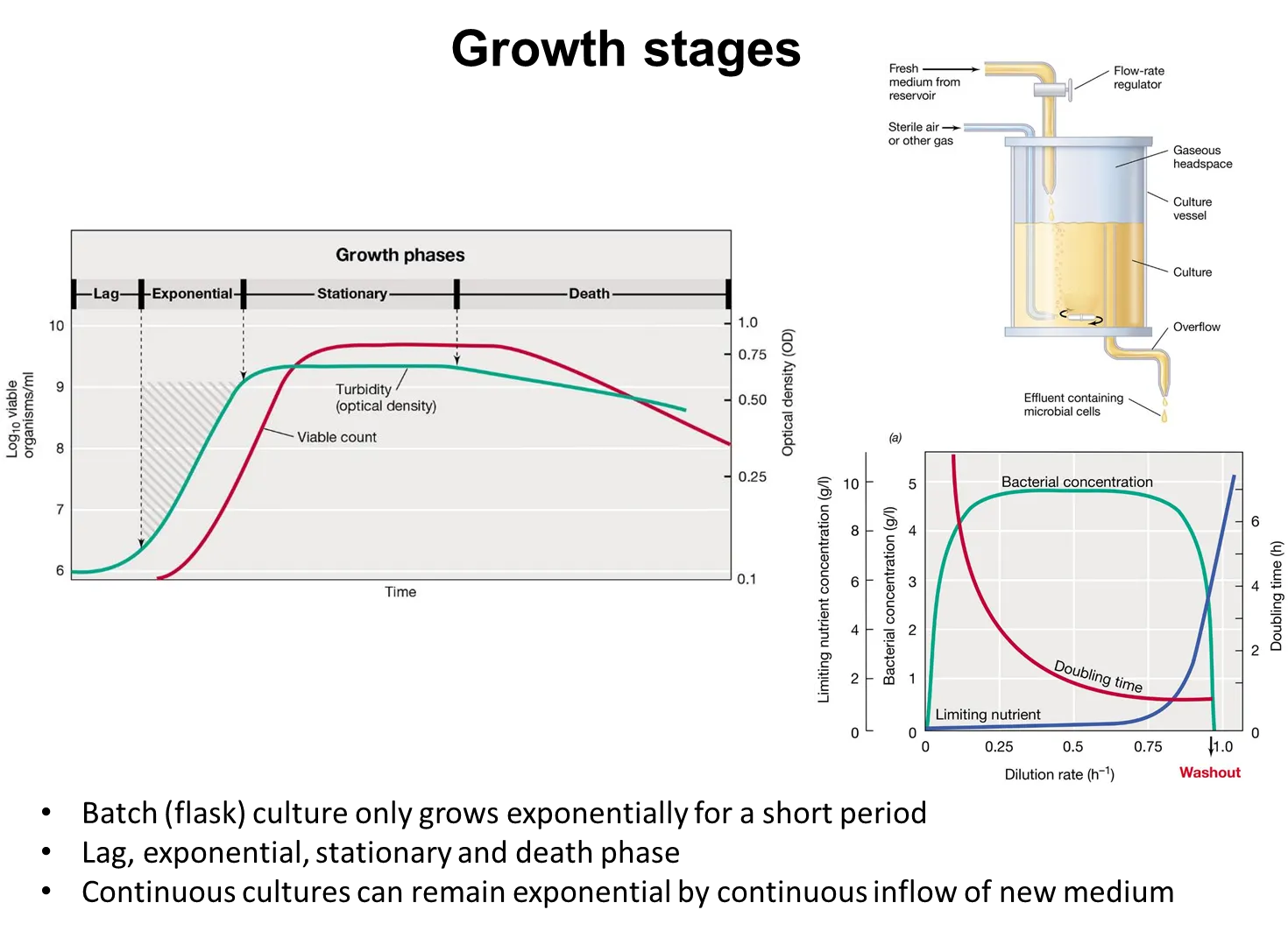 <ul><li><p>in a <strong>chemostat </strong>(continuous culture) at<strong> steady state</strong>, the cells grow at the <strong>same rate </strong>as they are removed from the system, because the cells are <strong>competing </strong>for a <strong>limiting nutrient</strong>, so the nutrient added is consumed rapidly</p></li><li><p><strong>as the dilution rate increases, the cells can grow faster and the doubling rate decreases</strong></p></li><li><p>they keep pace with the dilution rate until it is so fast that it <strong>exceeds </strong>the <strong>maximal growth rat</strong>e, where the cells can’t keep up and get <strong>washed out</strong></p></li></ul><p></p>