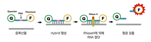 <ul><li><p>probes made of DNA and RNA with a reporter at one end and a quencher at the other</p></li><li><p><span>If complementary sequence is found, probe will anneal</span></p></li><li><p><span>RNAse H cleaves RNA part of probe; releases reporter from quencher</span></p></li></ul><ul><li><p><span>Applications:</span></p><ul><li><p><span>Detect genes associated w antimicrobial resistance (vanA, mecA)</span></p></li><li><p><span>Detection of pathogens (herpes virus)</span></p></li></ul></li></ul><p></p>