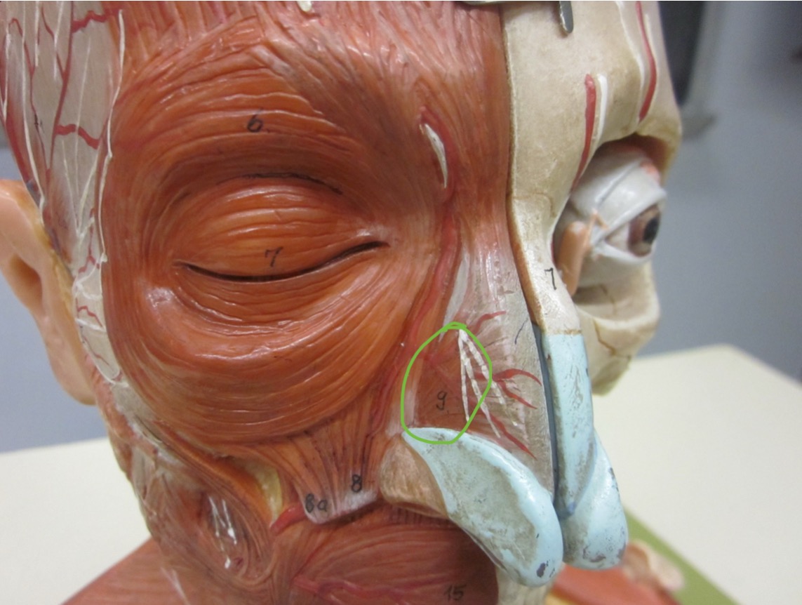 <p>Which muscle</p>