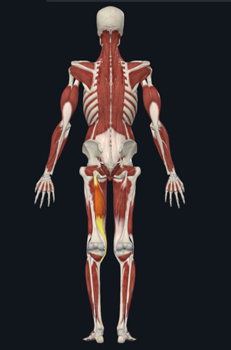 <ul><li><p><u>Origin:</u>&nbsp;Ischium</p></li><li><p><u>Insertion:</u>&nbsp;Tibia</p></li><li><p><u>Action:</u>&nbsp;Knee flexion</p></li></ul><p></p>