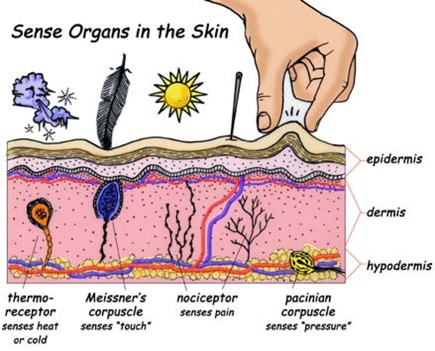 <p>nociceptors</p>