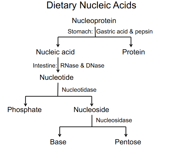 <p>Dietary Nucleic acids</p>