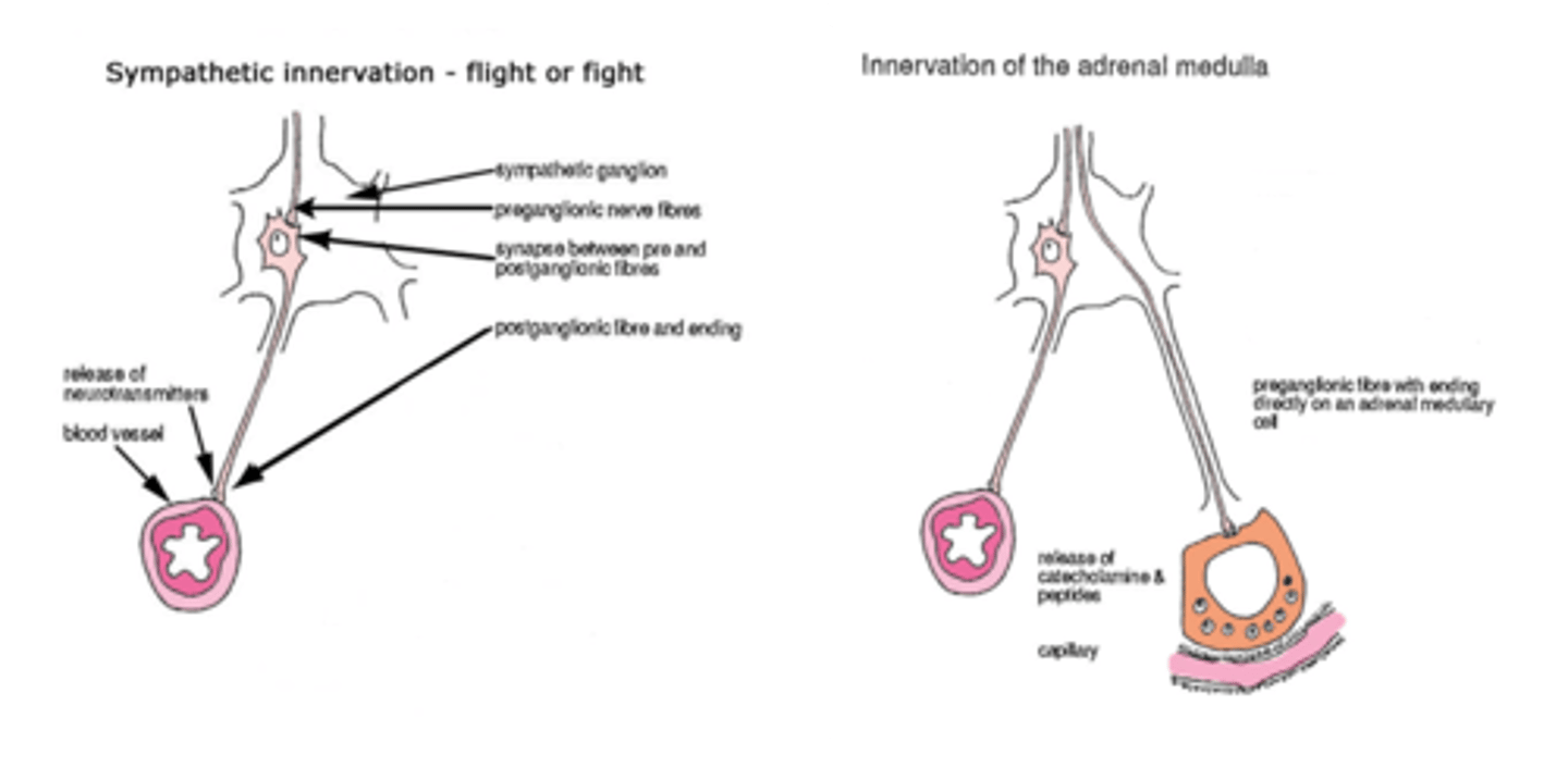 <p>In normal SNS, a preganglionic fibre synapses with post. fibre and has a target cell.</p><p>In the medulla, there is a <strong>preganglionic fibre</strong> which <mark data-color="yellow" style="background-color: yellow; color: inherit;">directly</mark> targets medullary cells and stimulates them to secrete product very quickly. I.E., the secretory cell is equivalent to the post-ganglionic fibre in SNS.</p>