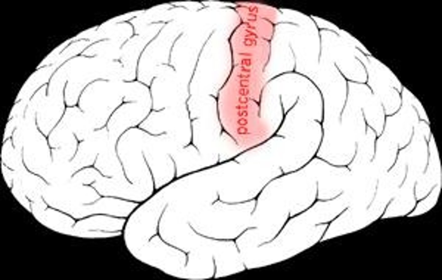 <p>Area 3, 1, 2 in the post-central gyrus of the cerebral cortex</p>