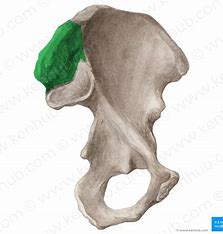 <p>What bone structure is this?</p>