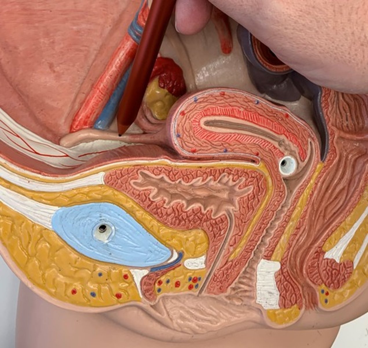 <p>connects uterine fundus to labia majora</p>