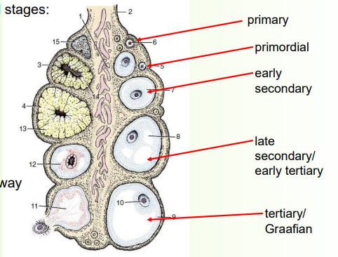 <p>» Follicles develop and progress through several stages:</p><p>1) Primordial follicle (smallest)</p><p>Single layer of flat granulosa cells</p><p></p><p>2) Primary follicle</p><p>Flat granulosa cells thicken→ cuboidal cells</p><p></p><p>3) Secondary follicle</p><p>Several layers of cells with fluid-filled spaces</p><p></p><p>4) Tertiary (Graafian) follicle</p><p>Mature, fluid spaces joint up</p><p></p><p>» Only a small number of follicles mature all the way </p><p>• There is atresia and regression at every stage</p><p></p><p>» Follicles develop and progress through several stages:</p><p>6) Graafian follicle ruptures (ovulation)</p><p>Fluid flushes ovum to uterine tube</p><p></p><p>7) The remaining follicle tissue bleeds a little</p><p></p><p>8) Proliferation of tissue to form corpus luteum</p><p>If pregnant, CL (corpus luteum-produces progesterone) persists</p><p></p><p>9) If not pregnant CL regresses</p><p>A connective tissue scar forms; the corpus albicans (white body)</p><p></p><p>» Ovulation and maintenance or regression of CL involve a complex interplay of hormones e.g.</p><p>• FSH and LH - ovulation</p><p>• Progesterone - persistent corpus luteum</p><p>• PGF2α - regression of corpus luteum</p>