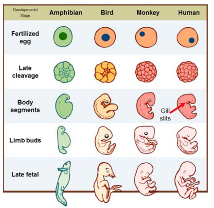 <p>During embryonic development, very different organisms show similar structures from earlier stages in their evolutionary development. This is evidence for common ancestry.</p>