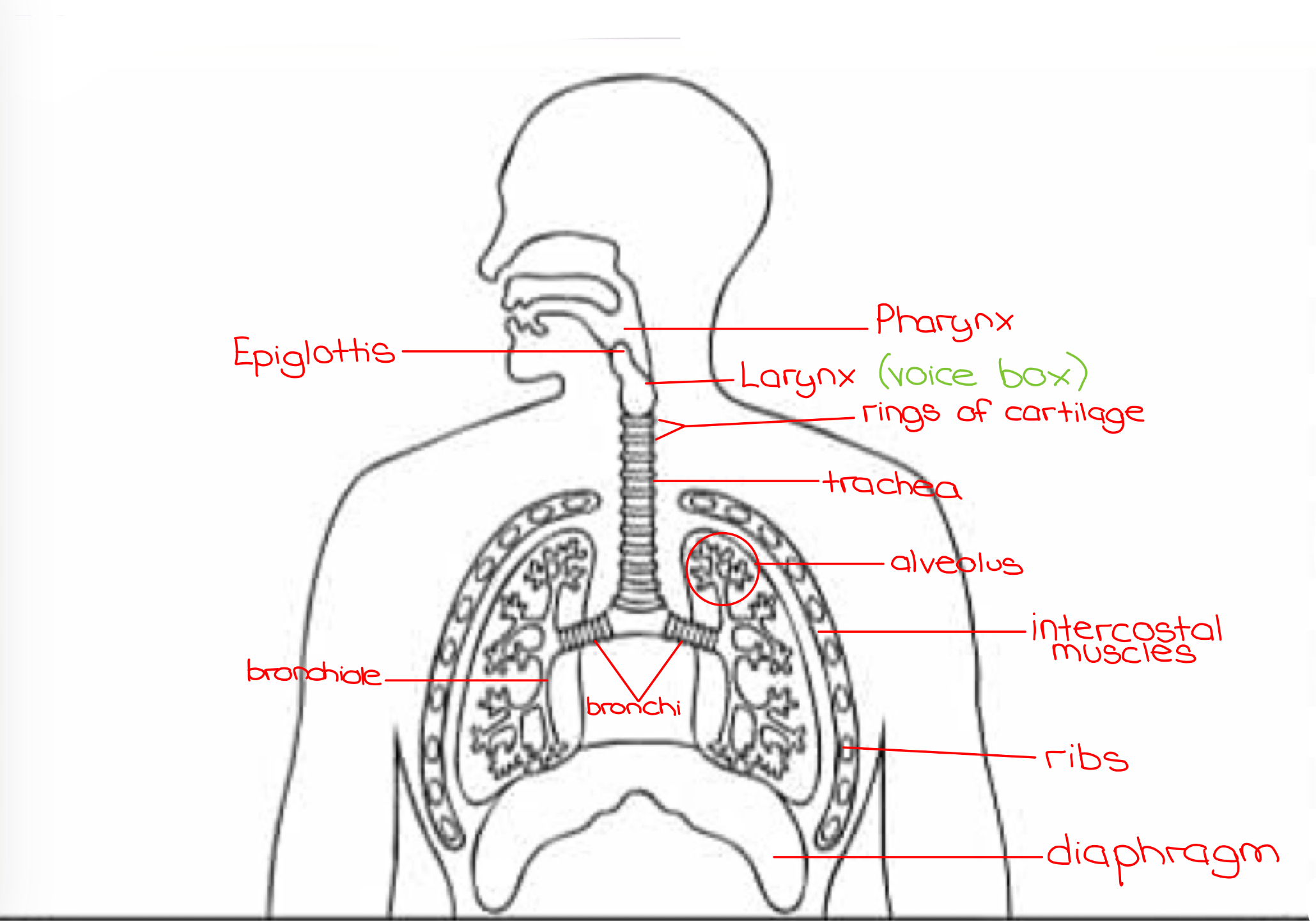 knowt flashcard image