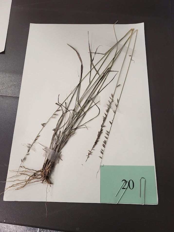 Longevity: Perennial

Season of Growth: Warm

Origin: Native

Economic Value

Wildlife: Good

Grazing: Good