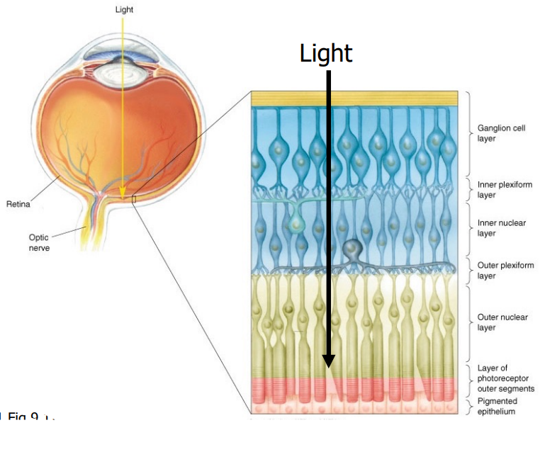 <ul><li><p>Retina has many layers</p></li><li><p><span>Light passes through all of the layers of the retina before it reaches the photoreceptors</span></p><ul><li><p><span>This is because of the cells that are underneath the retina keep the photoreceptors alive and nourished</span></p></li></ul></li><li><p><span>The retina is made up of many types of neurons that form many different layers, allowing for neural processing of information</span></p></li></ul><p></p>