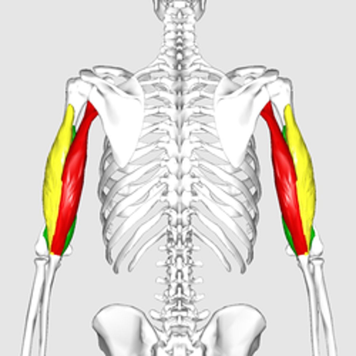 <p>-Origin</p><p>=Long head: infraglenoid tubercle of scapula</p><p>=Lateral head: above the radial sulcus</p><p>=Medial head: below the radial sulcus</p><p>-Insertion Olecranon process of ulna</p><p>-Nerve Radial nerve</p><p>-Actions</p><p>= Extends forearm,</p><p>= long head extends,adducts arm, Extends shoulder</p><p>-Antagonist Biceps brachii muscle</p>