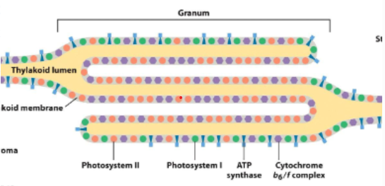 <p>Photosystem I and II are __ separated</p>
