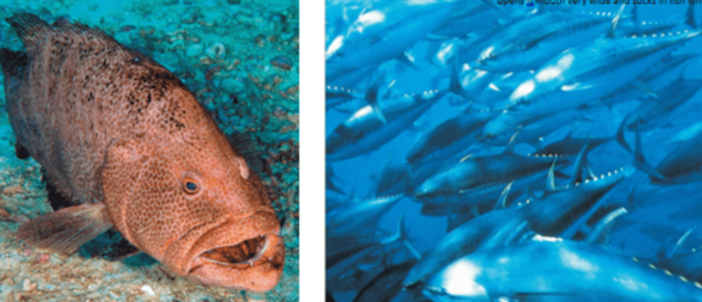 <p>- Marine predators hunting strategies are primarily determined by mobility</p><p>- Lungers: sit and wait for prey, then pounce once prey gets close to them</p><p>- Example: groupers will sit vey still in crevices, then once a small fish swims by, they will quickly open their mouth very wide, causing the smaller fish to be sucked in</p><p>- Cruiser: actively seek and pursue prey</p><p>- Example: tuna are very fast and can chase after their prey to catch them</p><p>- Tuna are also 'warm-blooded' which helps to boost their muscles and be speedy</p><p>- Cruisers are also more difficult for other things to catch and eat</p><p>- Swimming speed is generally (but not always) proportional to the size of the organisms</p><p>- Cruisers normally swim slowly unless there is something they want to catch or to escape from</p><p>- Cruisers can move very fast for short periods of time</p><p>- Examples: yellowfin tuna clocked at 74.6 km/hr, spotted dolphins clocked at 40 km/hr, orca clocked at 55 km/hr</p>