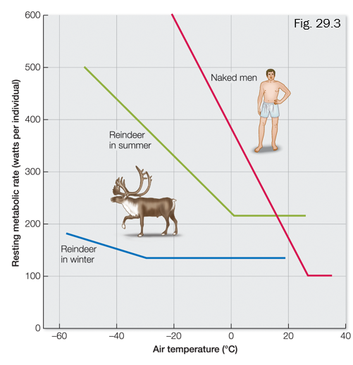 <p>Ex. Reindeers have good insulation and regional hypothermia (allows tissues in appendages to be cooler than the core tissues- tissues in appendages don’t freeze).</p><p></p><p>Has specialized physiological defenses against cold temperatures (exhibit <strong>phenotypic plasticity</strong> between summer & winter)</p>