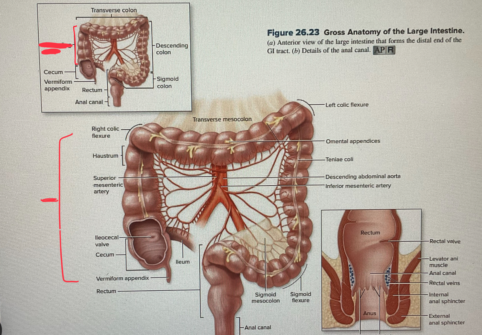 knowt flashcard image